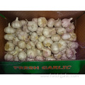 Normal White Garlic Exporter